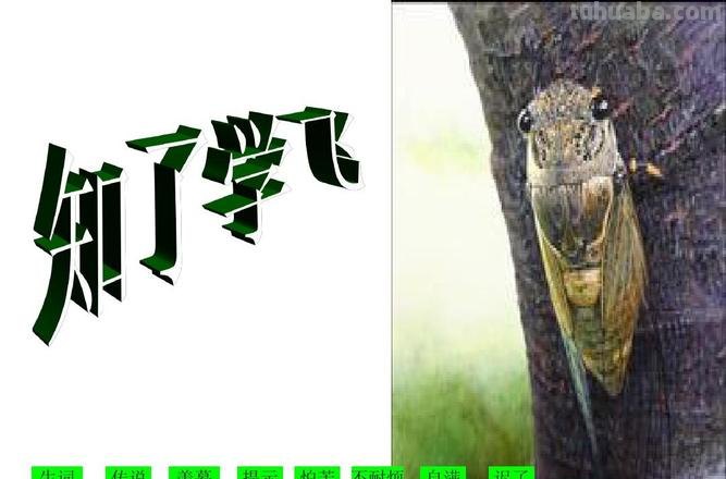 知了学飞告诉我们什么道理 知了学飞告诉我们什么道理?