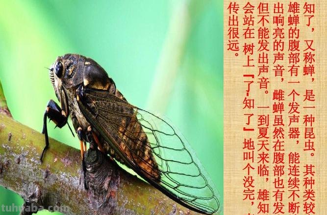 知了学飞告诉我们什么道理 知了学飞告诉我们什么道理?