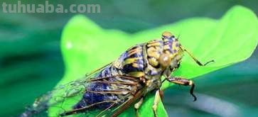 《知了学飞》读后感