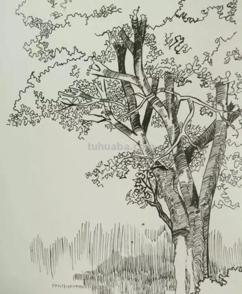 速写落叶堆 风景速写树的画法？