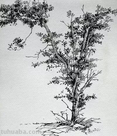 速写落叶堆 风景速写树的画法？