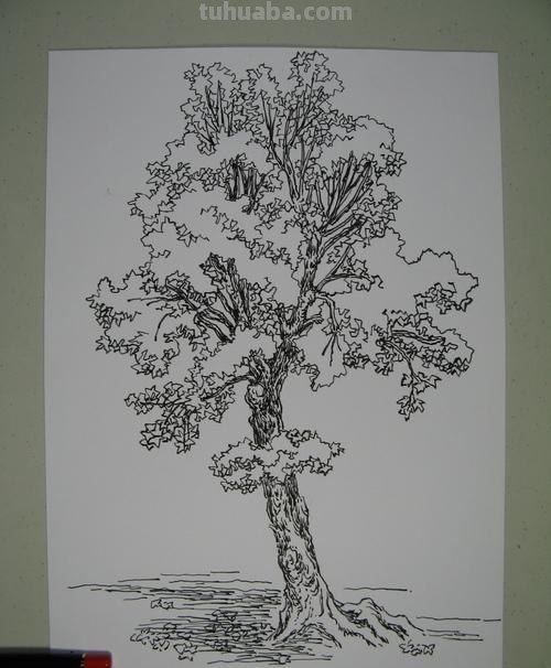 速写落叶堆 风景速写树的画法？