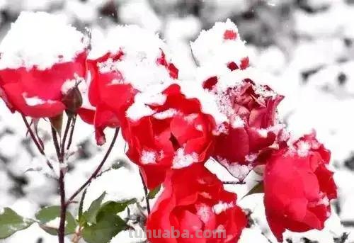 手套怎么画简笔画 怎样裁剪手套——分指手套裁剪图绘制？