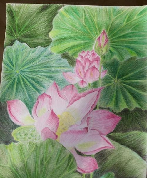 用彩铅怎么画荷塘 用彩铅画荷花怎么涂？