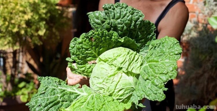 在家就能种的蔬菜,10天就能窜一节,20天做成美味佳肴