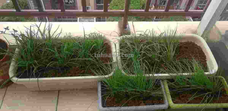在家就能种的蔬菜，10天就能窜一节，20天做成美味佳肴