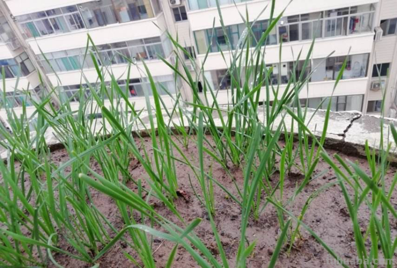 在家就能种的蔬菜，10天就能窜一节，20天做成美味佳肴