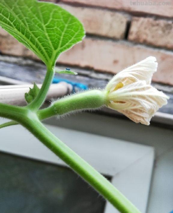 在家就能种的蔬菜，10天就能窜一节，20天做成美味佳肴