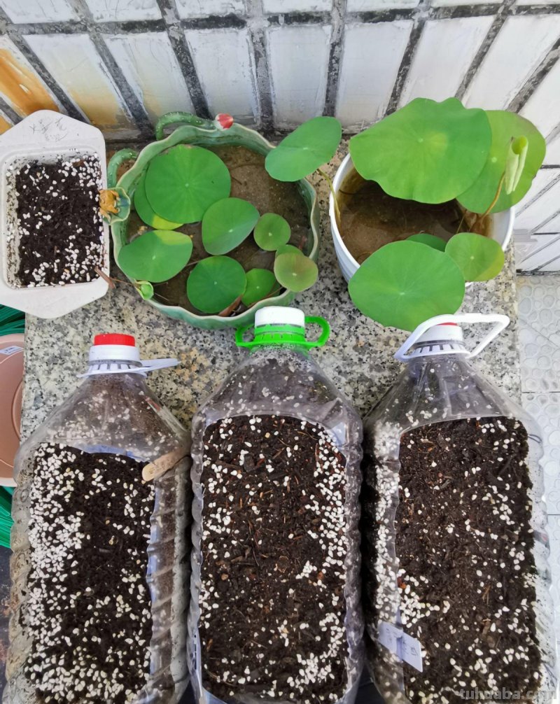 在家就能种的蔬菜，10天就能窜一节，20天做成美味佳肴