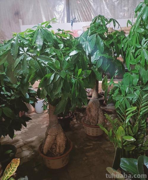 如何养好发财树