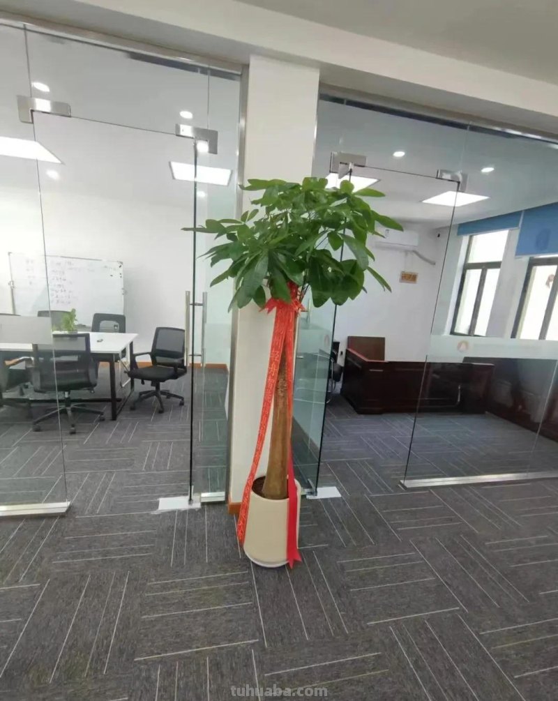 如何养好发财树