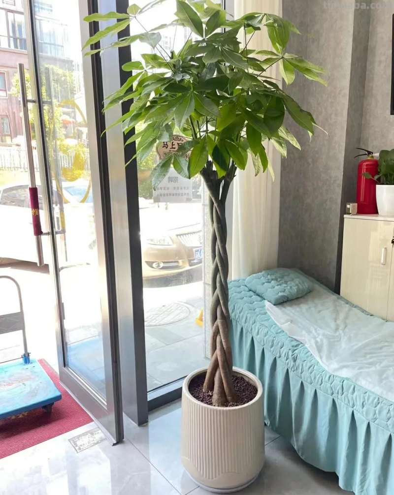 如何养好发财树