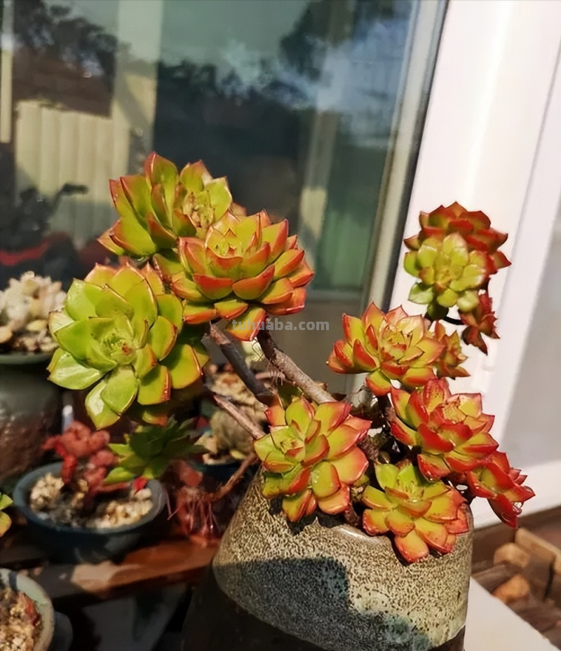 不怕晒的5种多肉植物，越晒颜色越鲜红，每一种都是颜值担当