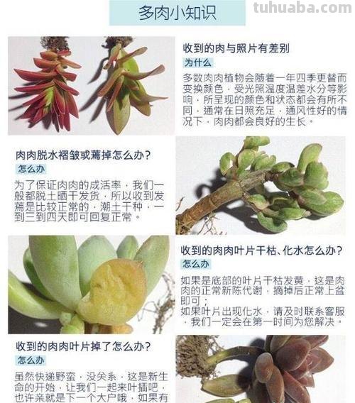 多肉植物小知识