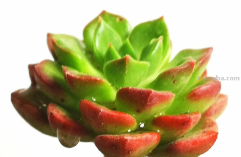 多肉植物小知识