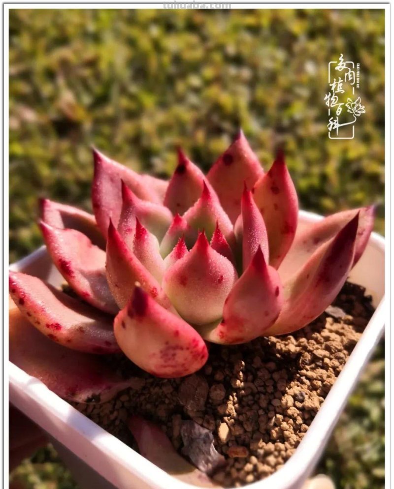 养多肉除了期待，更是热爱！