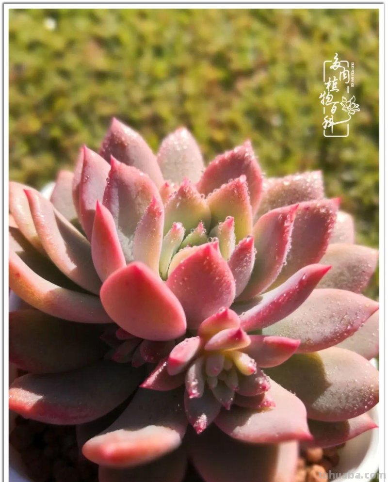 养多肉除了期待，更是热爱！