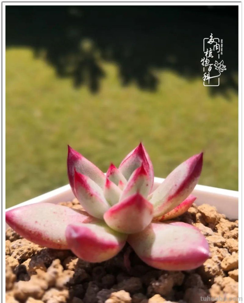养多肉除了期待，更是热爱！