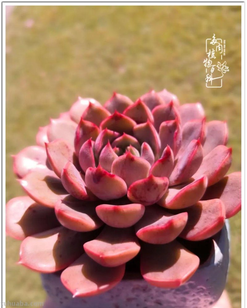 养多肉除了期待，更是热爱！