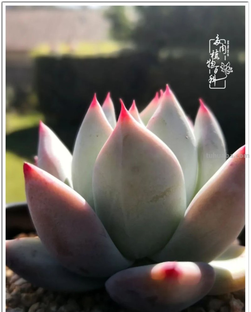养多肉除了期待，更是热爱！