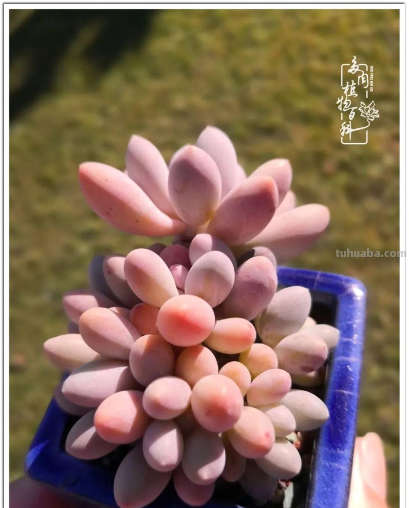 养多肉除了期待，更是热爱！
