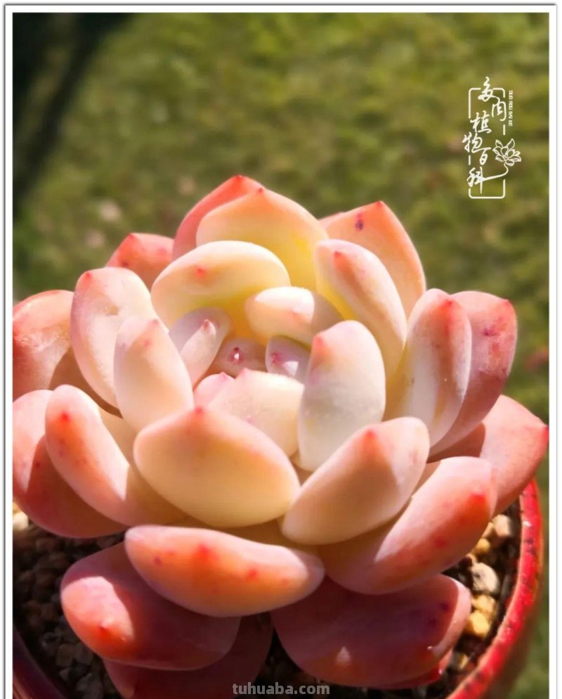 养多肉除了期待，更是热爱！