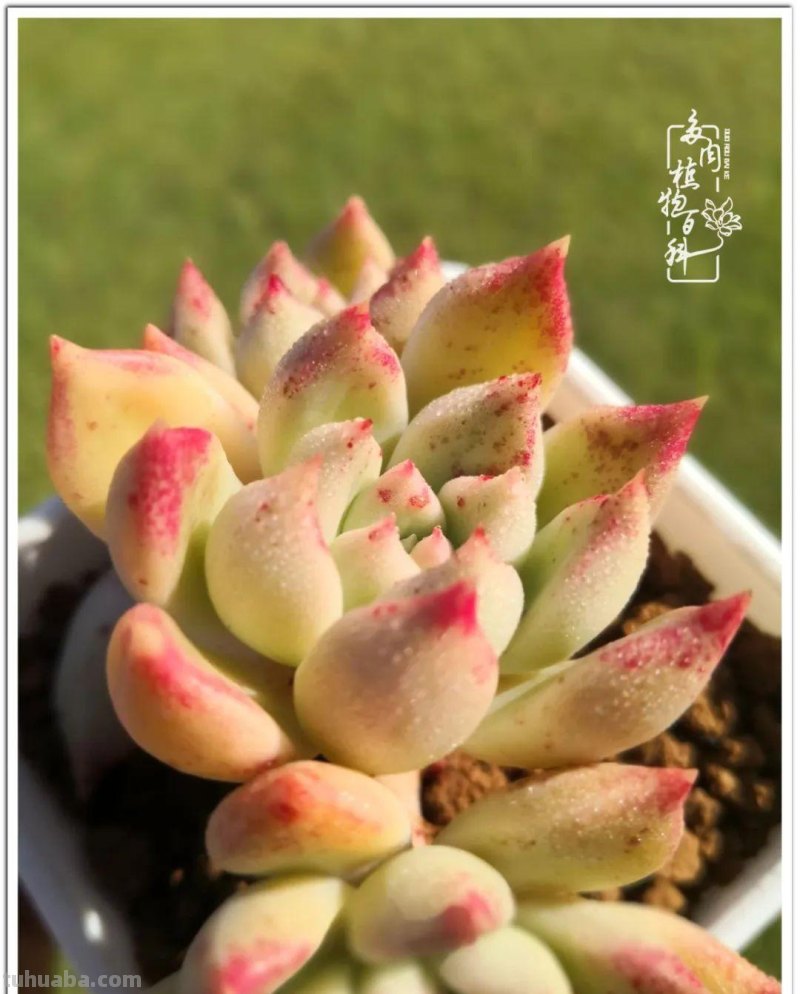养多肉除了期待，更是热爱！