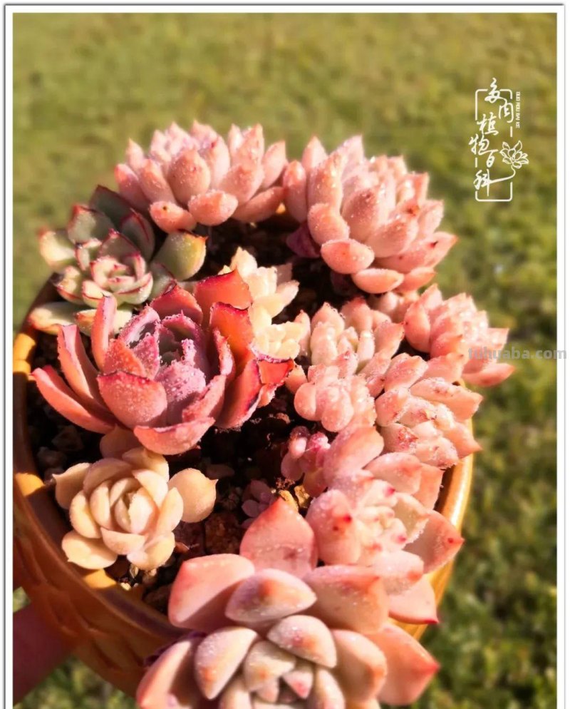 养多肉除了期待，更是热爱！