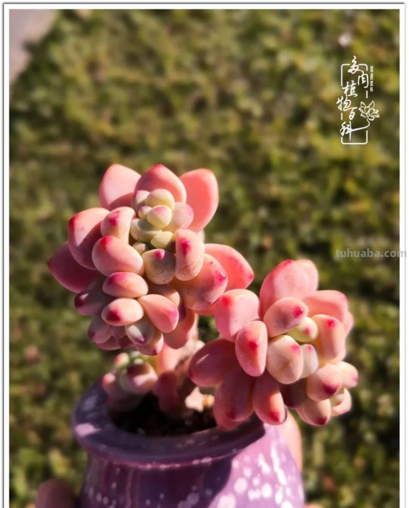 养多肉除了期待，更是热爱！