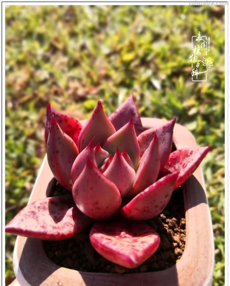 养多肉除了期待，更是热爱！