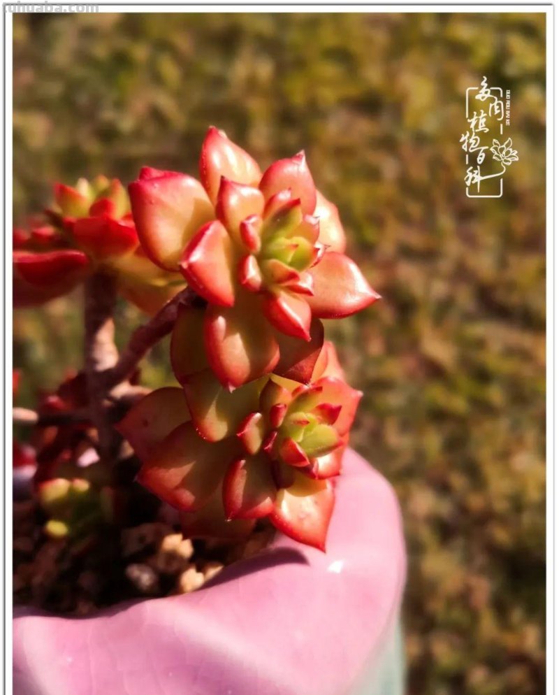 养多肉除了期待，更是热爱！