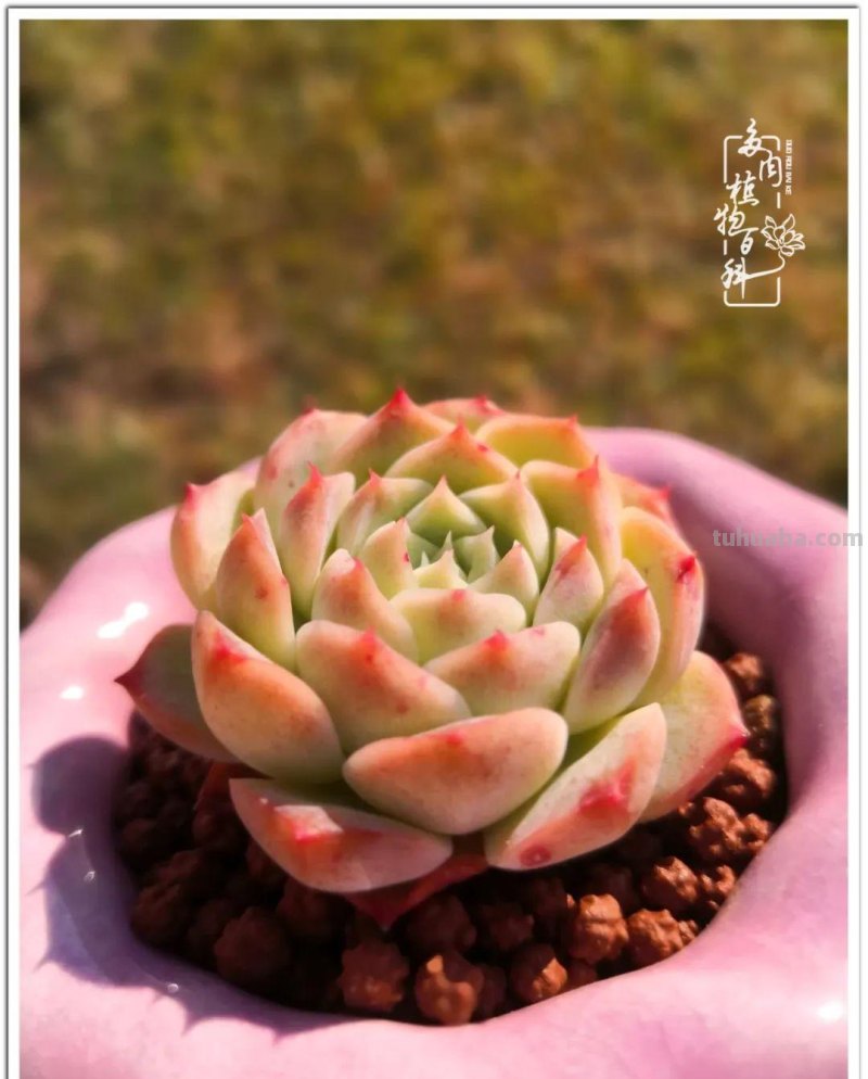 养多肉除了期待，更是热爱！