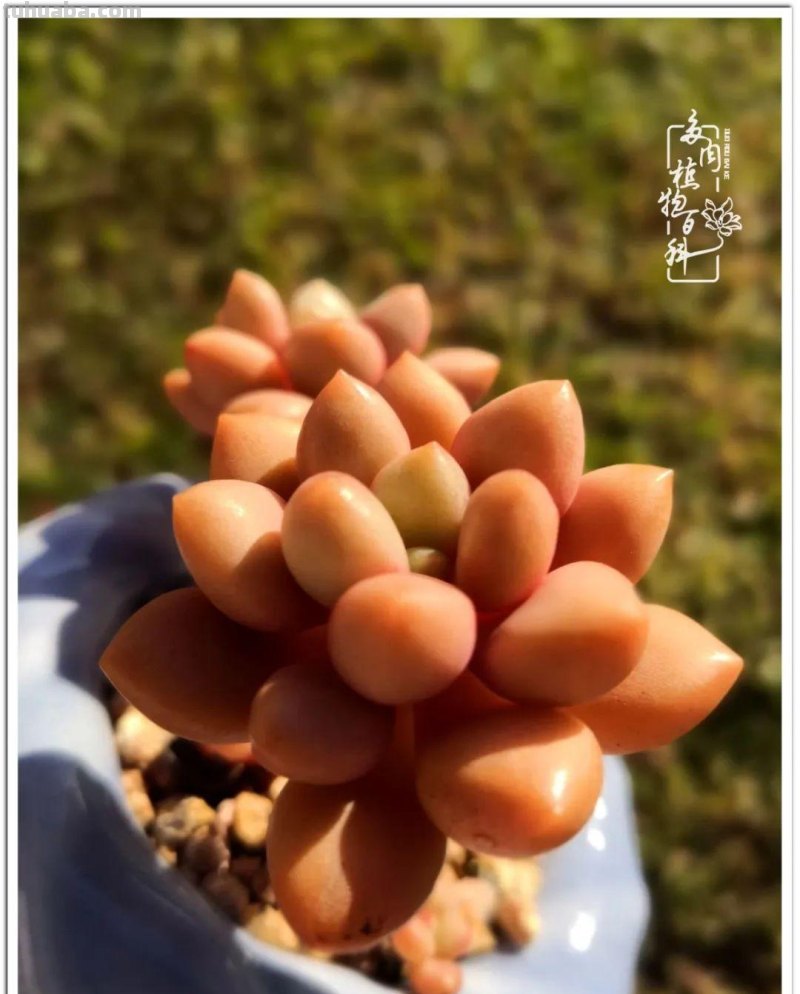 养多肉除了期待，更是热爱！