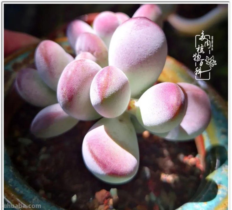 养多肉除了期待，更是热爱！