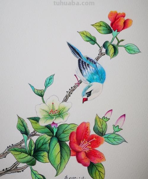 花草怎么画彩铅色 鸟语花香彩铅绘画步骤？