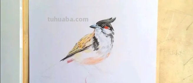 花草怎么画彩铅色 鸟语花香彩铅绘画步骤? 花草怎么画彩铅色 鸟语花香彩铅绘画步骤?