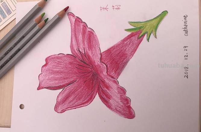 茉莉怎么画彩铅的 三年级小孩画的茉莉花？