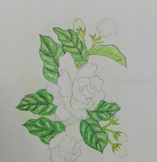 茉莉怎么画彩铅的 三年级小孩画的茉莉花?