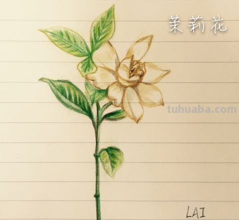 茉莉怎么画彩铅的 三年级小孩画的茉莉花?
