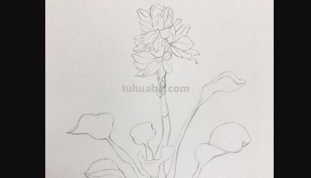 茉莉怎么画彩铅的 三年级小孩画的茉莉花? 茉莉怎么画彩铅的 三年级小孩画的茉莉花?