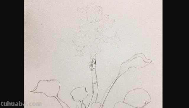 茉莉怎么画彩铅的 三年级小孩画的茉莉花? 茉莉怎么画彩铅的 三年级小孩画的茉莉花?