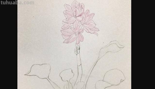 茉莉怎么画彩铅的 三年级小孩画的茉莉花? 茉莉怎么画彩铅的 三年级小孩画的茉莉花?