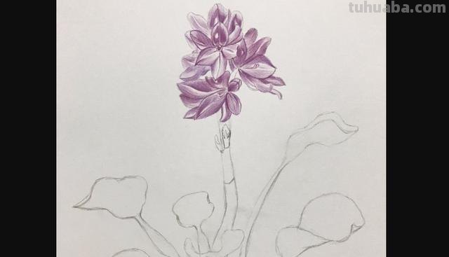 茉莉怎么画彩铅的 三年级小孩画的茉莉花? 茉莉怎么画彩铅的 三年级小孩画的茉莉花?