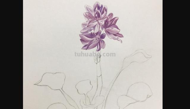 茉莉怎么画彩铅的 三年级小孩画的茉莉花? 茉莉怎么画彩铅的 三年级小孩画的茉莉花?