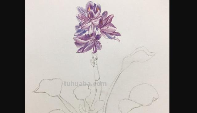 茉莉怎么画彩铅的 三年级小孩画的茉莉花? 茉莉怎么画彩铅的 三年级小孩画的茉莉花?