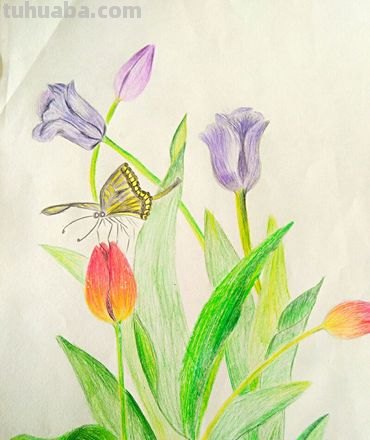 彩铅画怎么确定专业 彩铅画属于大学的什么专业类别？