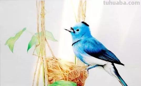 彩铅画怎么确定专业 彩铅画属于大学的什么专业类别?