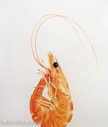 用彩铅怎么画虾仁 单色系彩铅漫画简单?