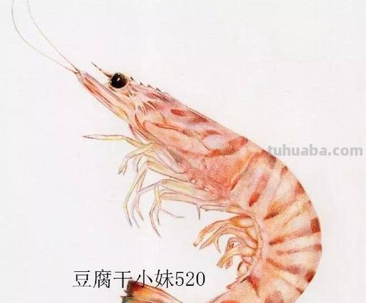 用彩铅怎么画虾仁 单色系彩铅漫画简单?