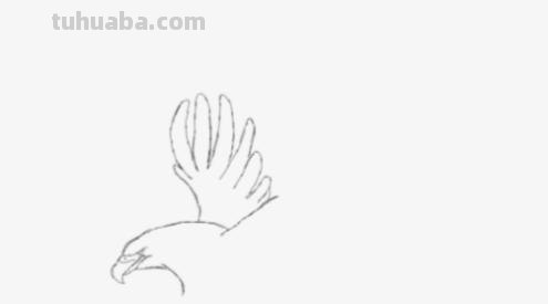 老鹰怎么画简笔画 铅笔画老鹰是怎么画的? 老鹰怎么画简笔画 铅笔画老鹰是怎么画的?